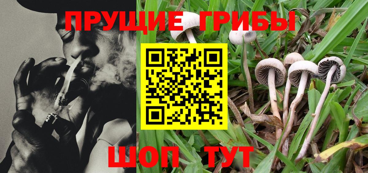 Кизилюрт  Псилоцибиновые грибы MAGIC MUSHROOMS  Вход с VPN  Галлюциногенные грибы MAGIC MUSHROOMS 